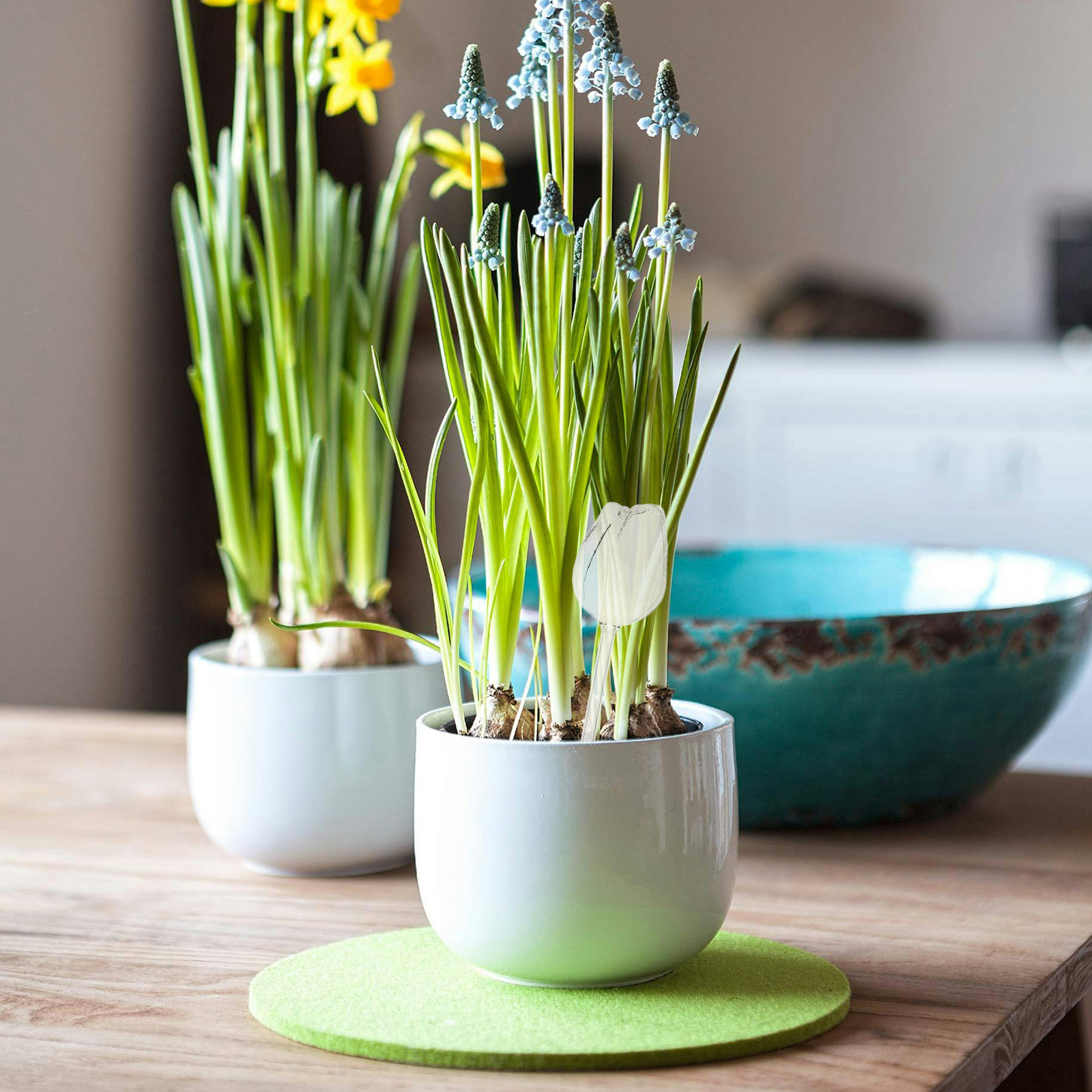 2 ชิ้น ลูกบอลรดน้ำต้นไม้แก้วบอ - Self Watering Planter บทวิจารณ์และราคา