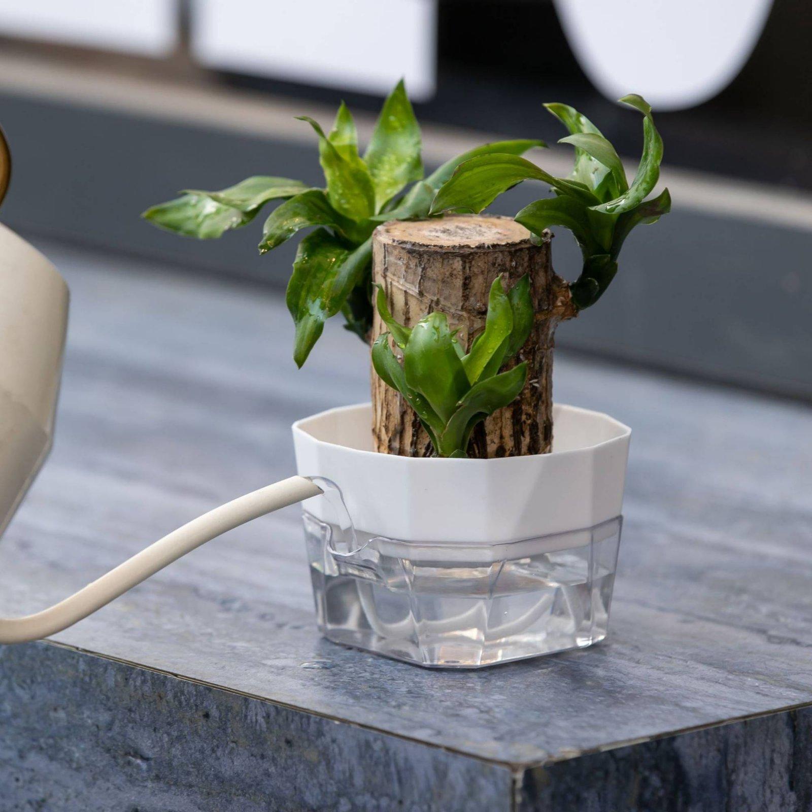 แจกันปลูกพืชแบบไฮโดรโปนิกส์สอง - Self Watering Planter บทวิจารณ์และราคา