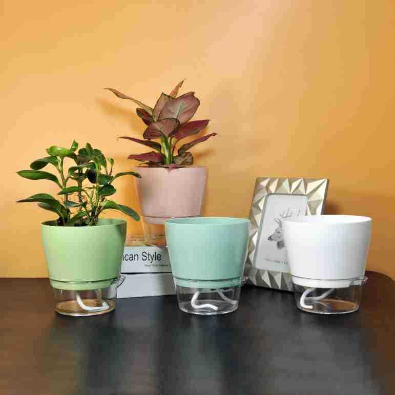 ดอกไม้ขี้เกียจพร้อมรูระบายน้ํา - Self Watering Planter บทวิจารณ์และราคา