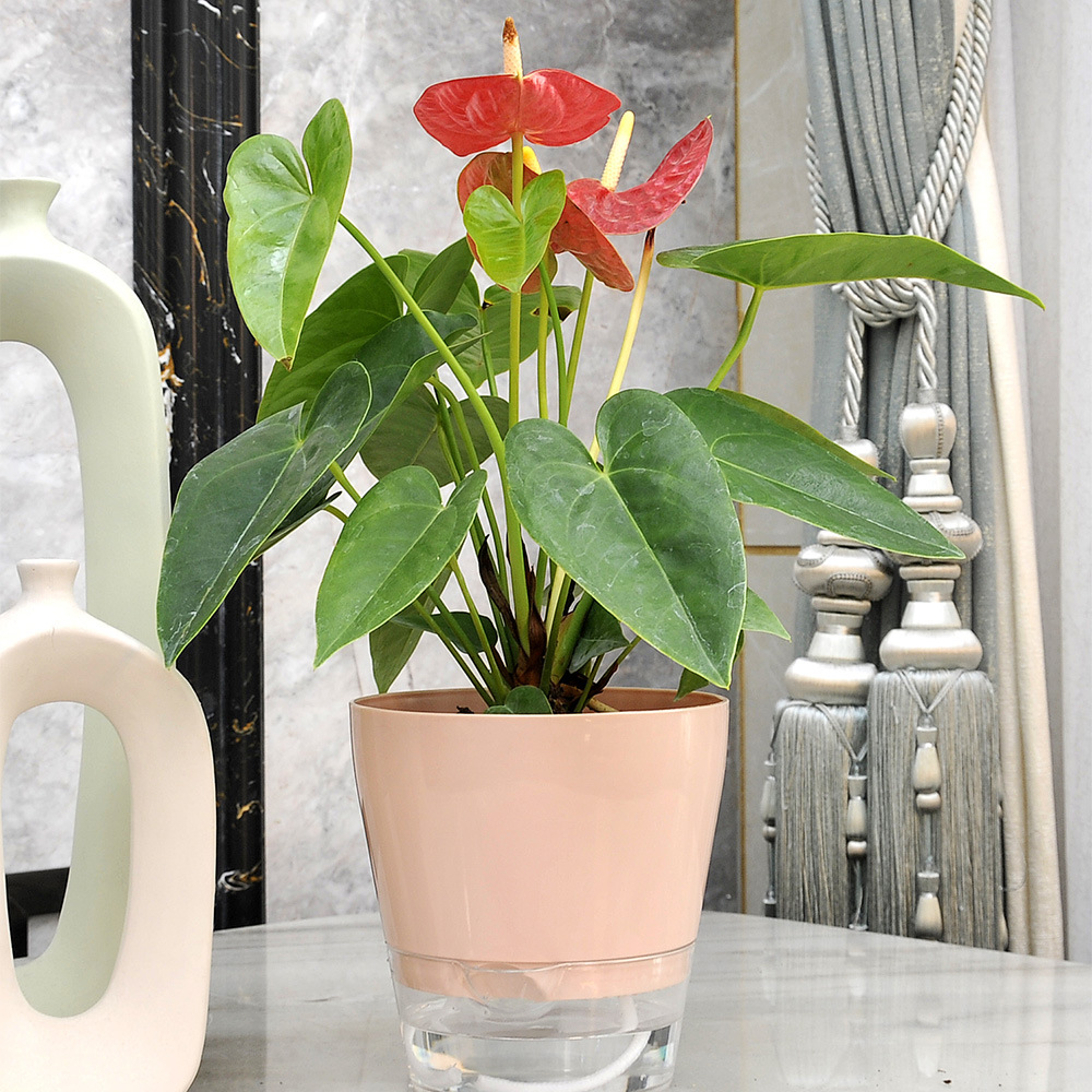 ดอกไม้ขี้เกียจพร้อมรูระบายน้ํา - Self Watering Planter บทวิจารณ์และราคา