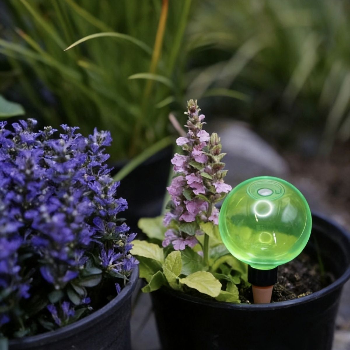 ลูกบอลรดน้ำต้นไม้ขนาดใหญ่ 3 ชิ - Self Watering Planter บทวิจารณ์และราคา
