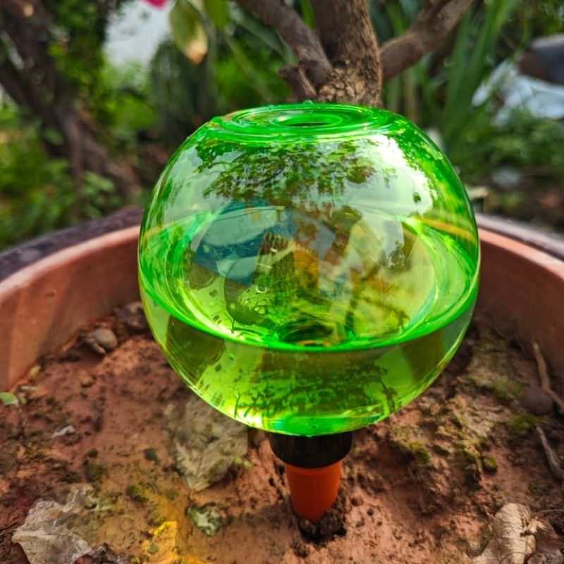 ลูกบอลรดน้ำต้นไม้ขนาดใหญ่ 3 ชิ - Self Watering Planter บทวิจารณ์และราคา